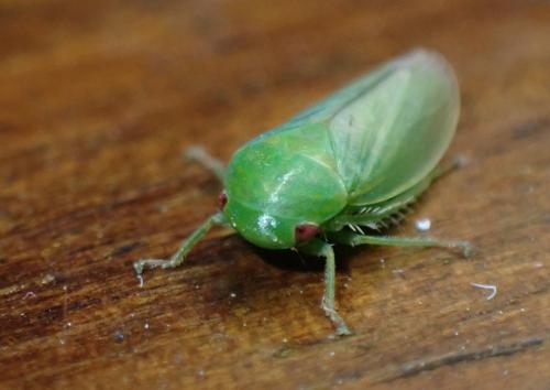 Réf. 306 889 : Batracomorphus allionii
